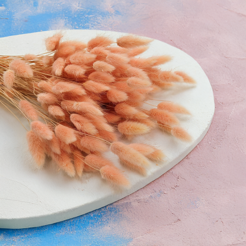 Lagurus Suszony dmuszek jajowaty Łososiowy 3.png