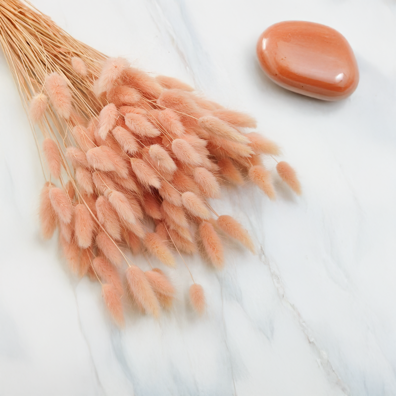 Lagurus Suszony dmuszek jajowaty Łososiowy 5.png