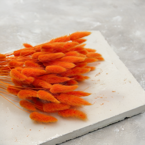 Lagurus Suszony dmuszek jajowaty Mandarynka 1.png