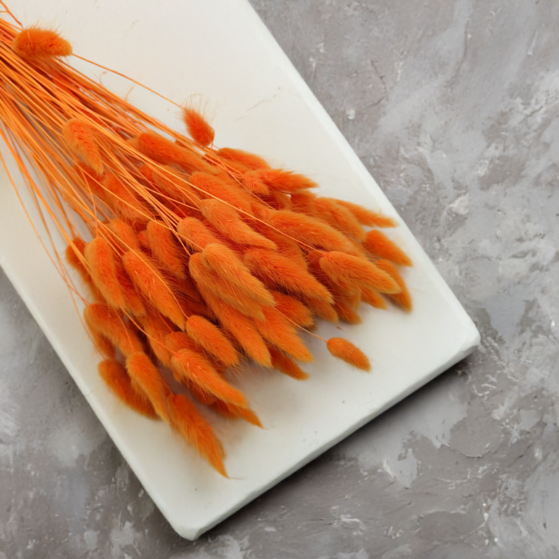 Lagurus Suszony dmuszek jajowaty Mandarynka 3.png