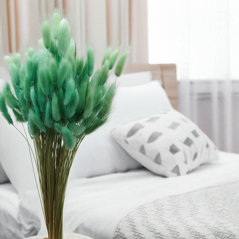 Lagurus Suszony dmuszek jajowaty mietowy 1.png