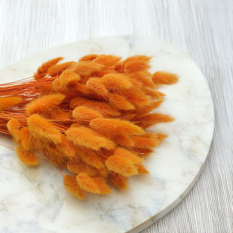 Lagurus Suszony dmuszek jajowaty Pomarańczowy 3.png