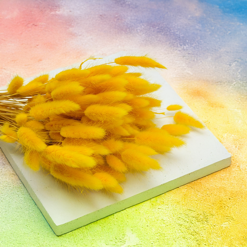 Lagurus Suszony dmuszek jajowaty Żółty 2.png