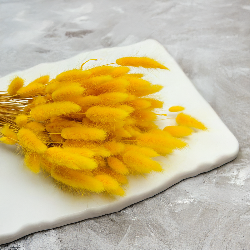 Lagurus Suszony dmuszek jajowaty Żółty 4.png