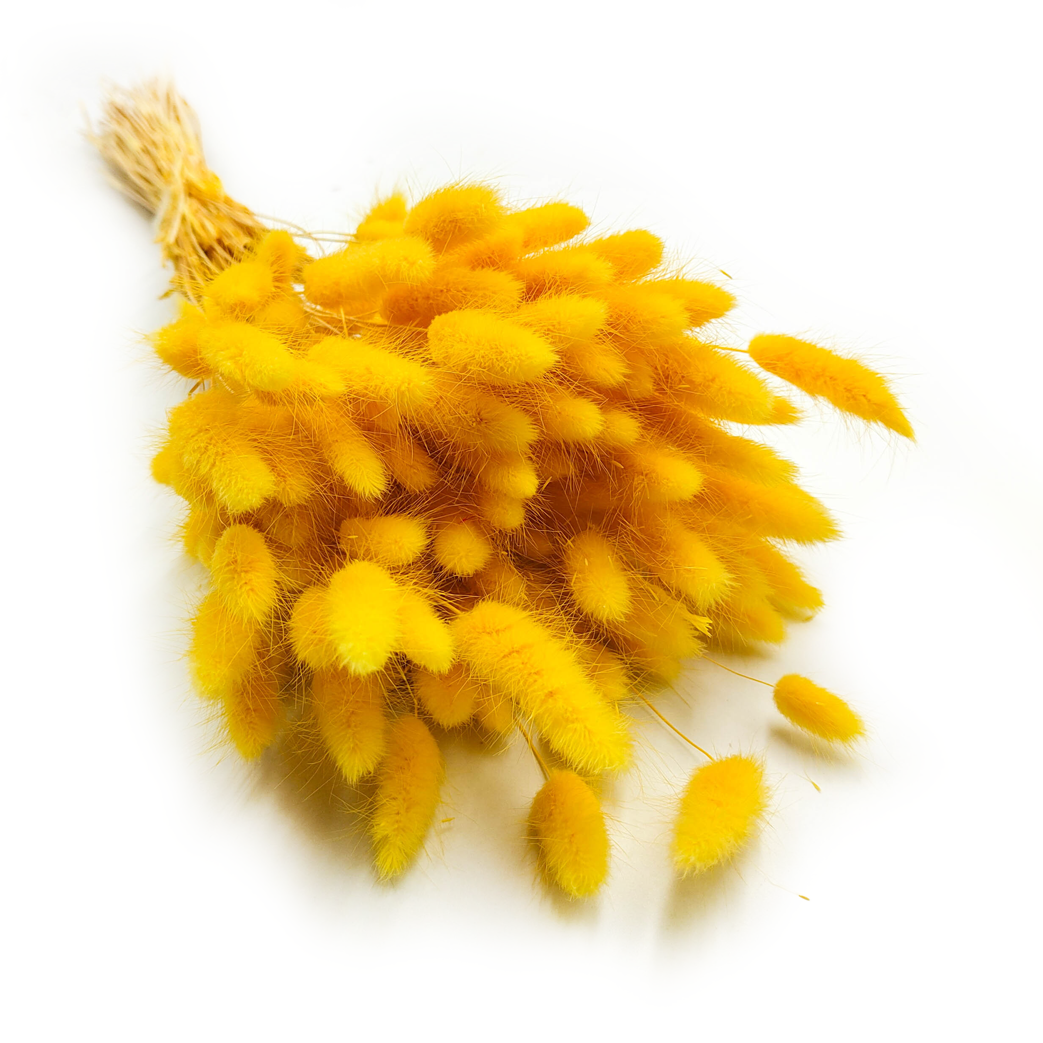 Lagurus séchée – Queue-de-lièvre – Jaune