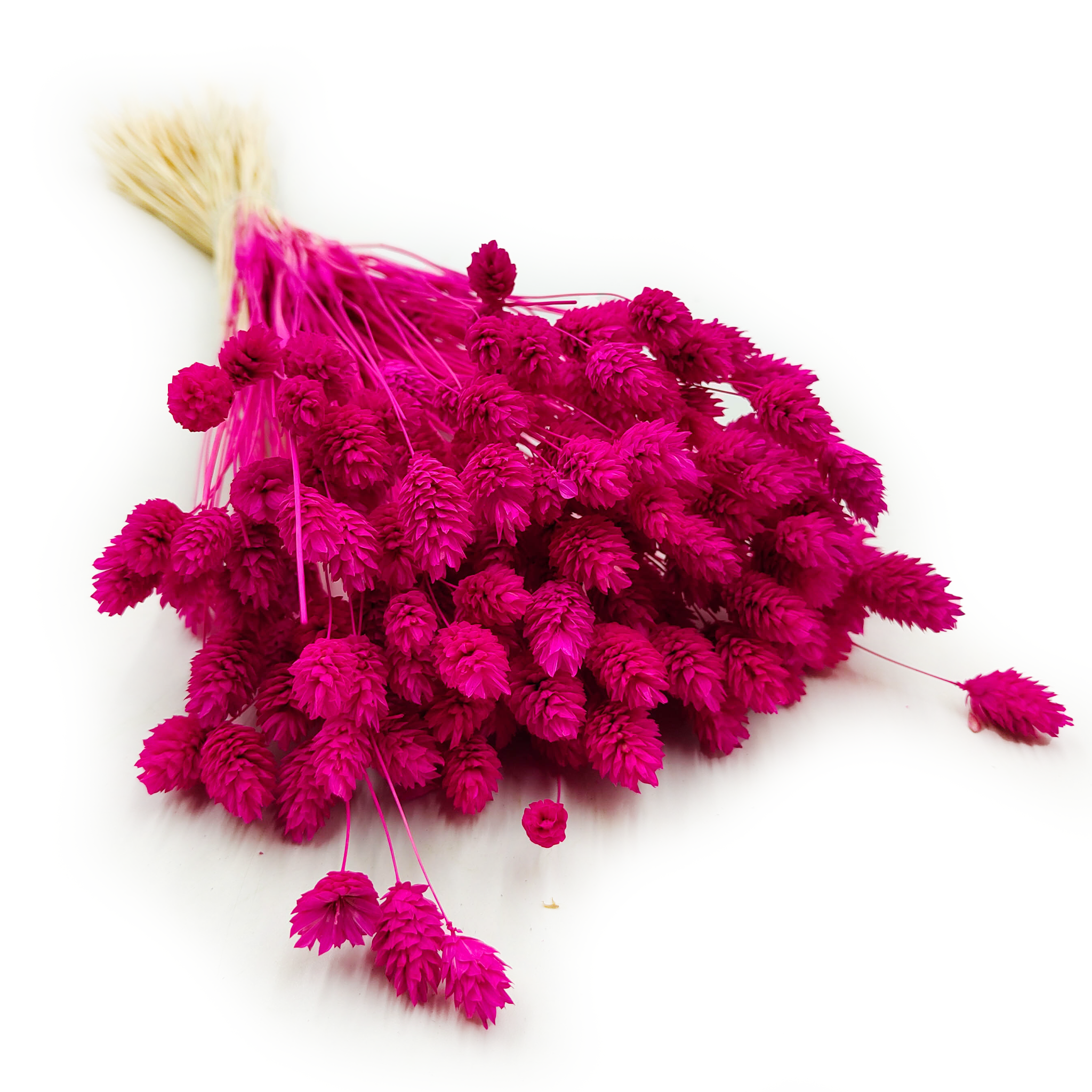 Phalaris Séché – Amarante