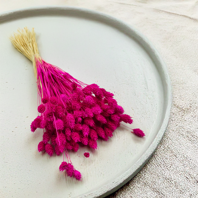 Suszony Phalaris - Kanar - (Mozga kanaryjska) -Amarantowy 7.png