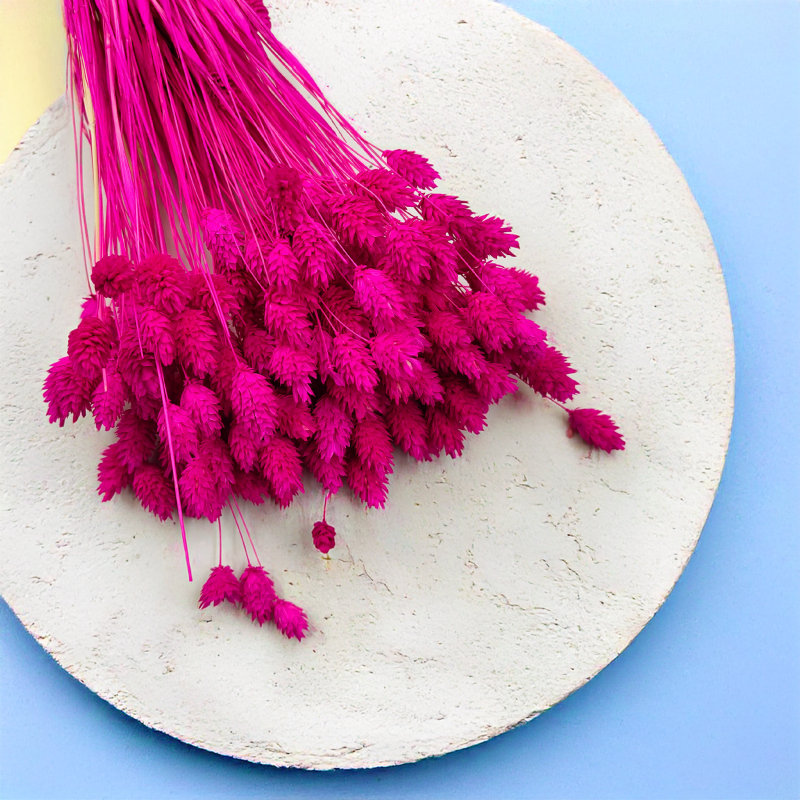 Suszony Phalaris - Kanar - (Mozga kanaryjska) - Amarantowy 3.png