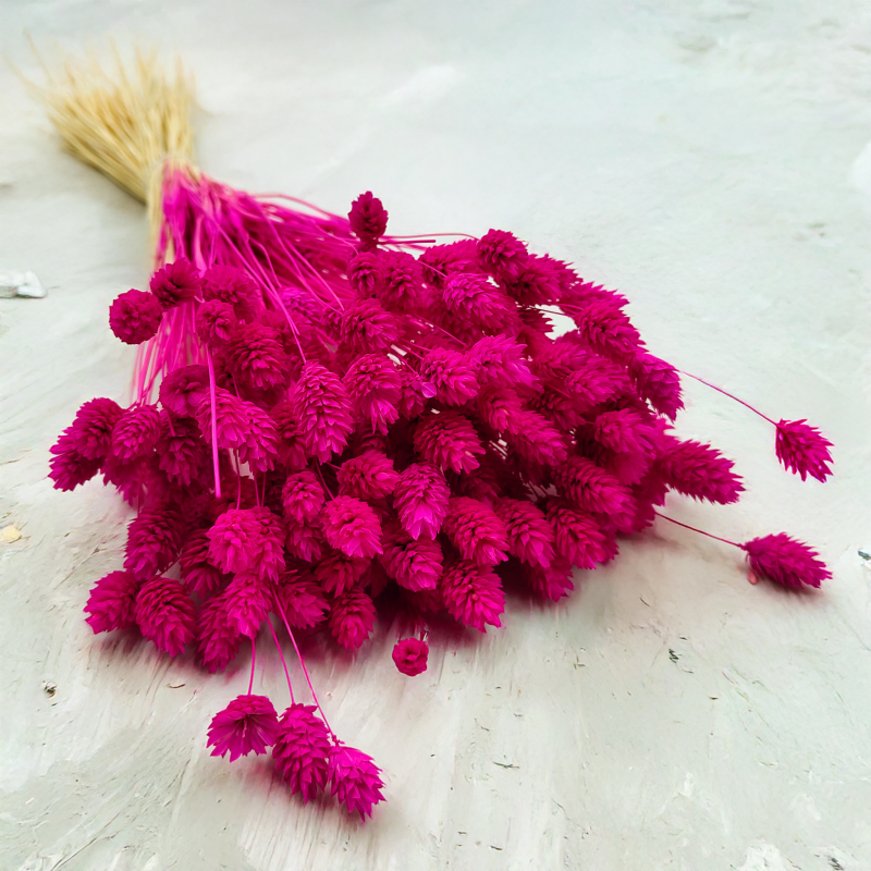 Suszony Phalaris - Kanar - (Mozga kanaryjska) - Amarantowy 4.png