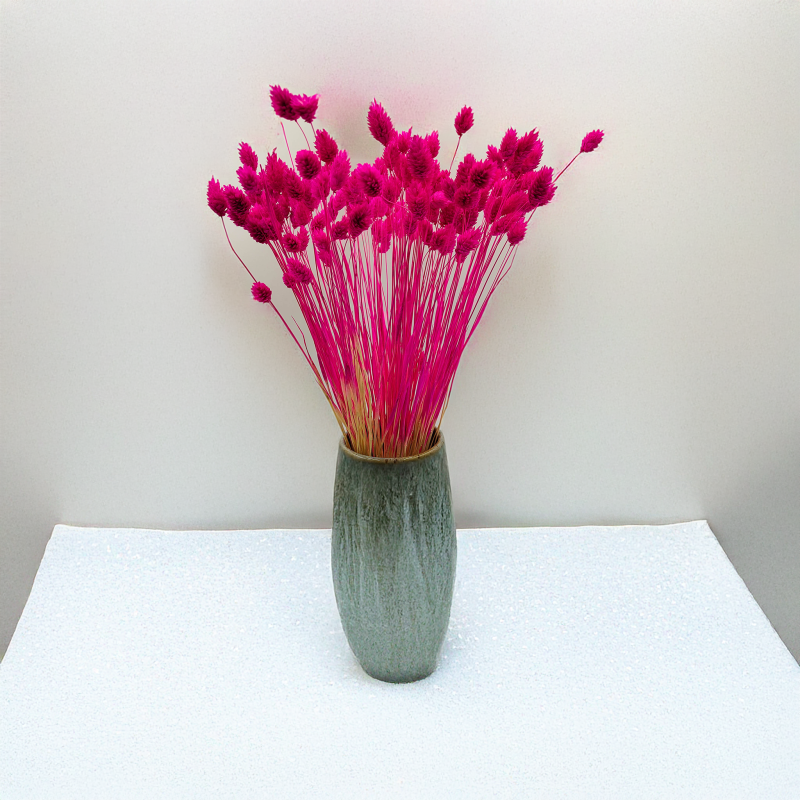 Suszony Phalaris - Kanar - (Mozga kanaryjska) - Amarantowy.png