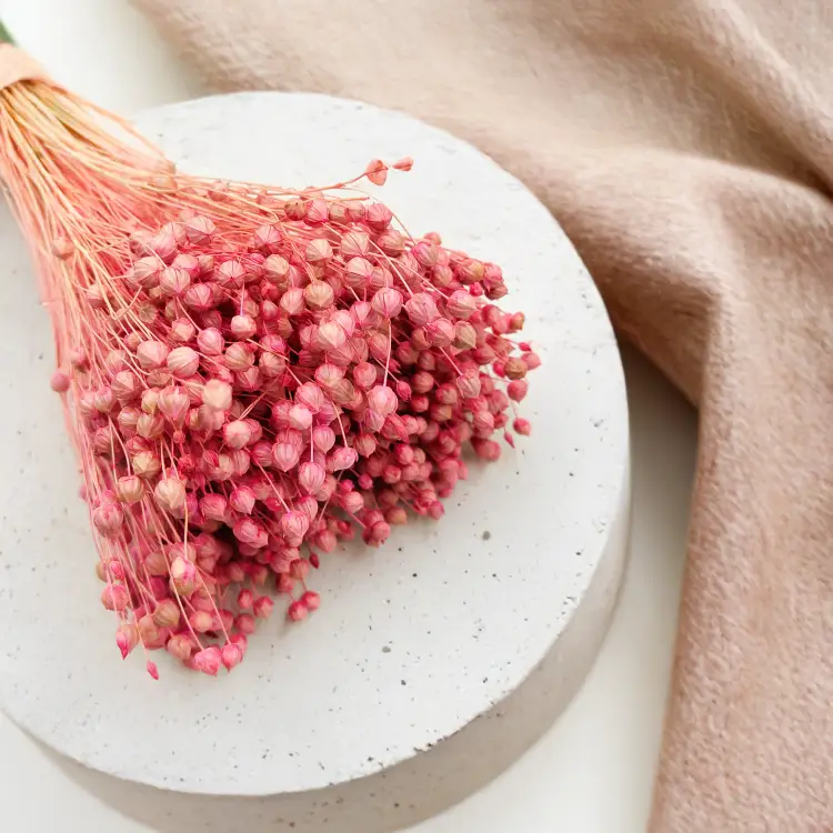 Len Suszony - Rozowy 3.png