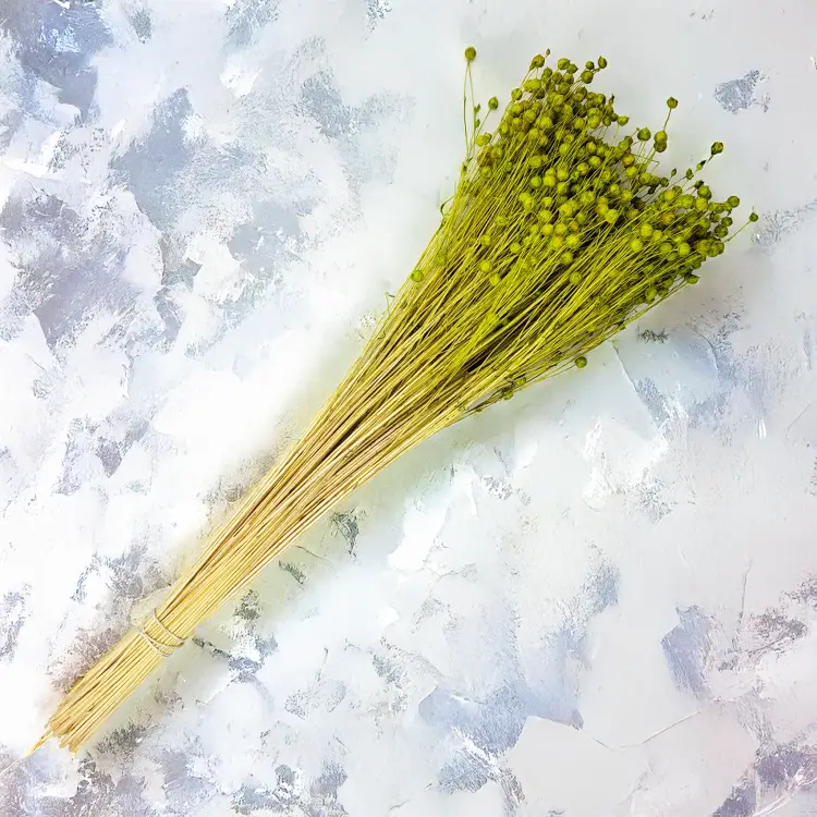 Len Suszony - Seledynowy 2.png