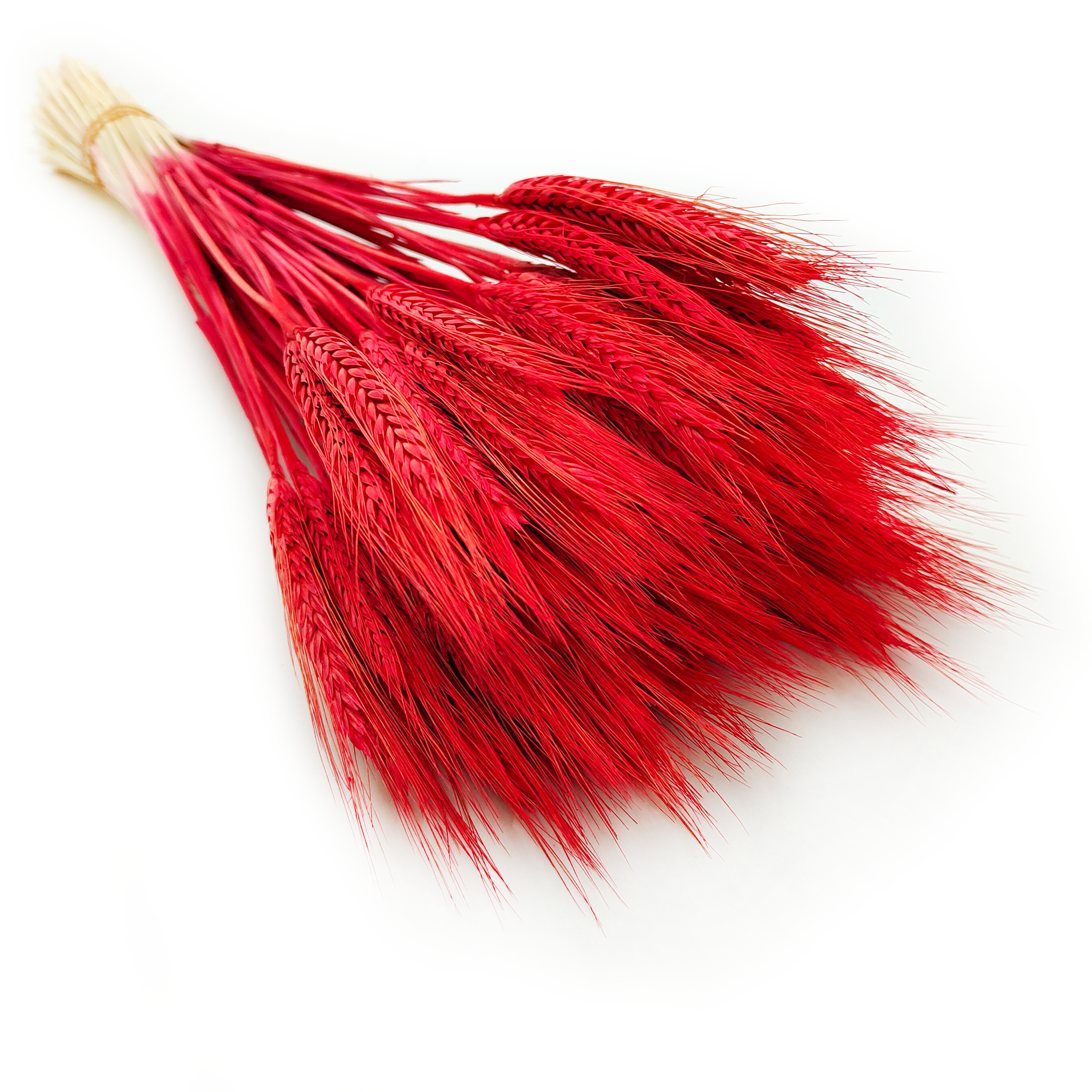 Triticale séché – Rouge