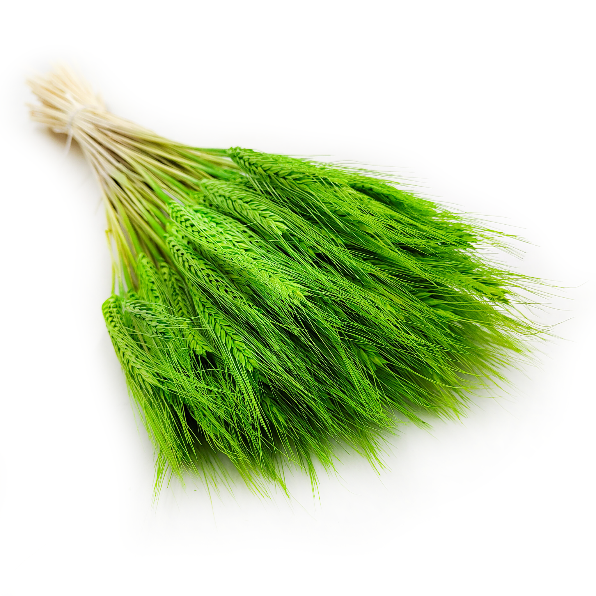 Triticale séché – Vert clair