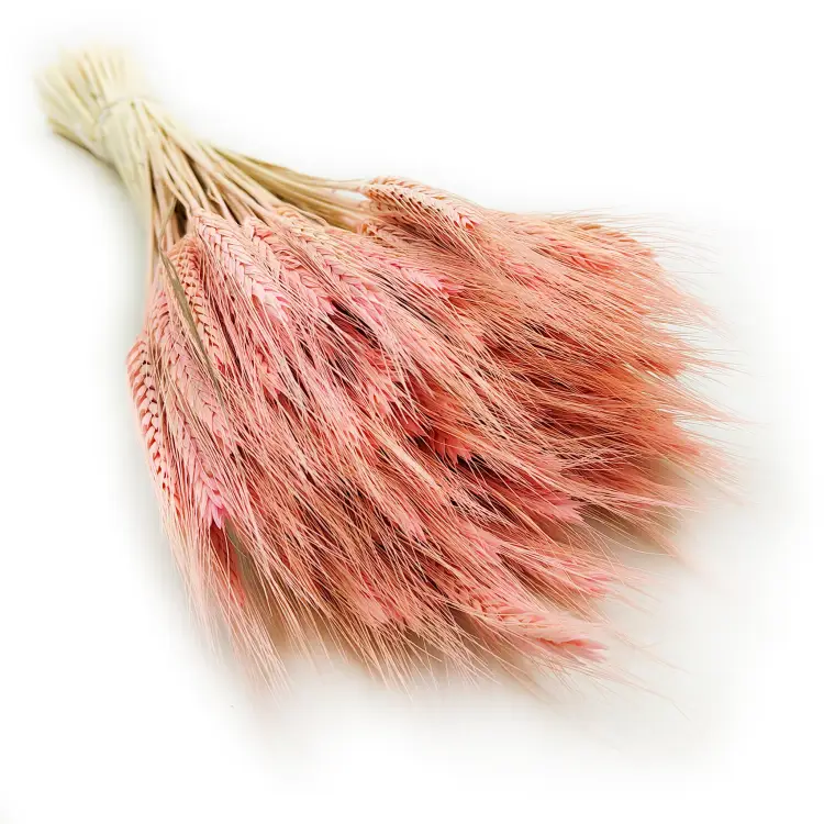 Pszenżyto suszone różowe triticale bukiet 6.png