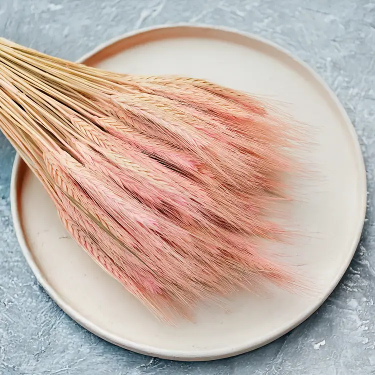 Pszenżyto suszone różowe triticale bukiet 4.png
