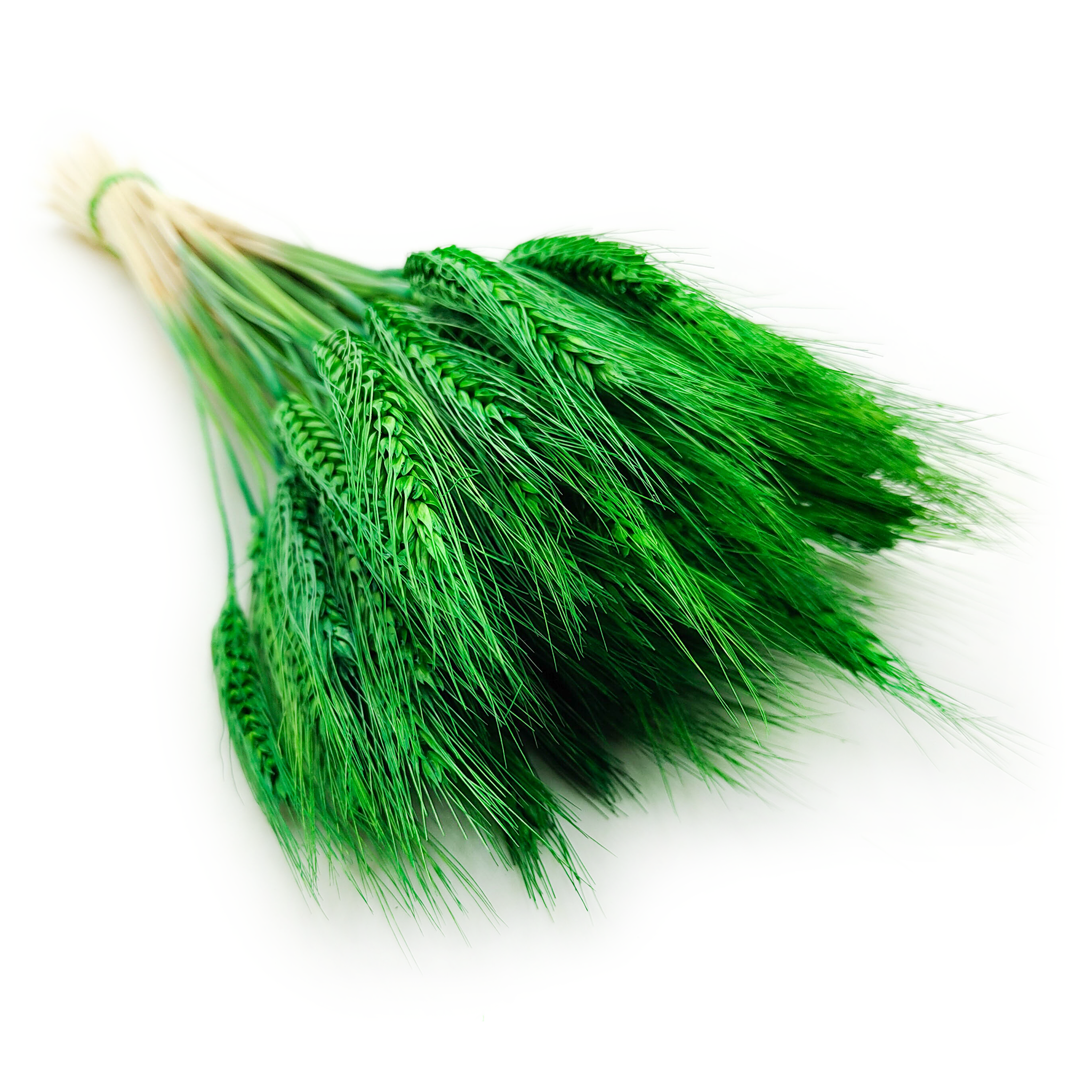 Triticale séché – Vert