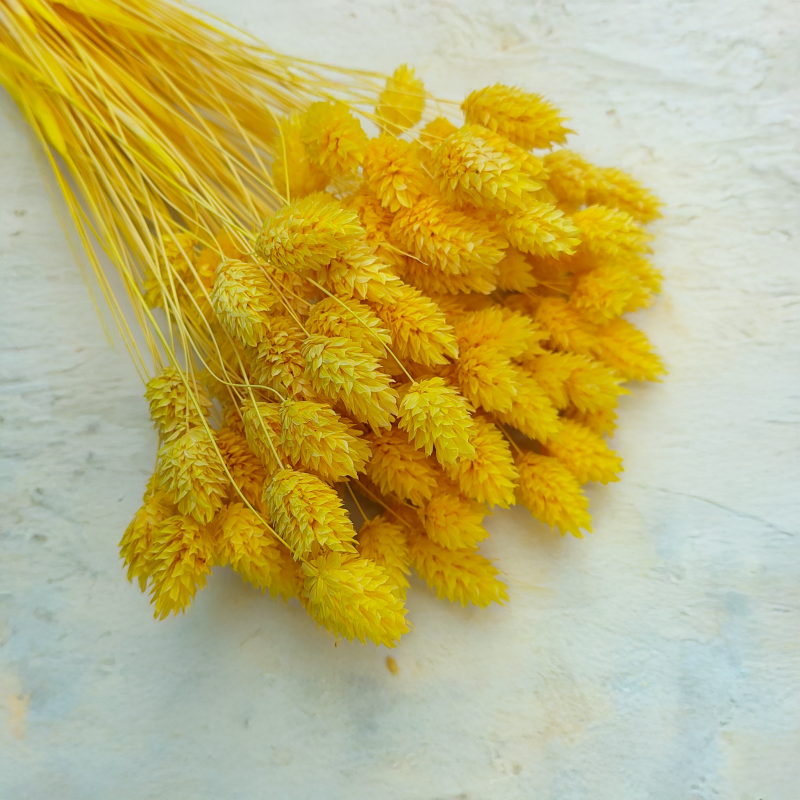 Suszony Phalaris - Kanar - (Mozga kanaryjska) - Żółty 4.png