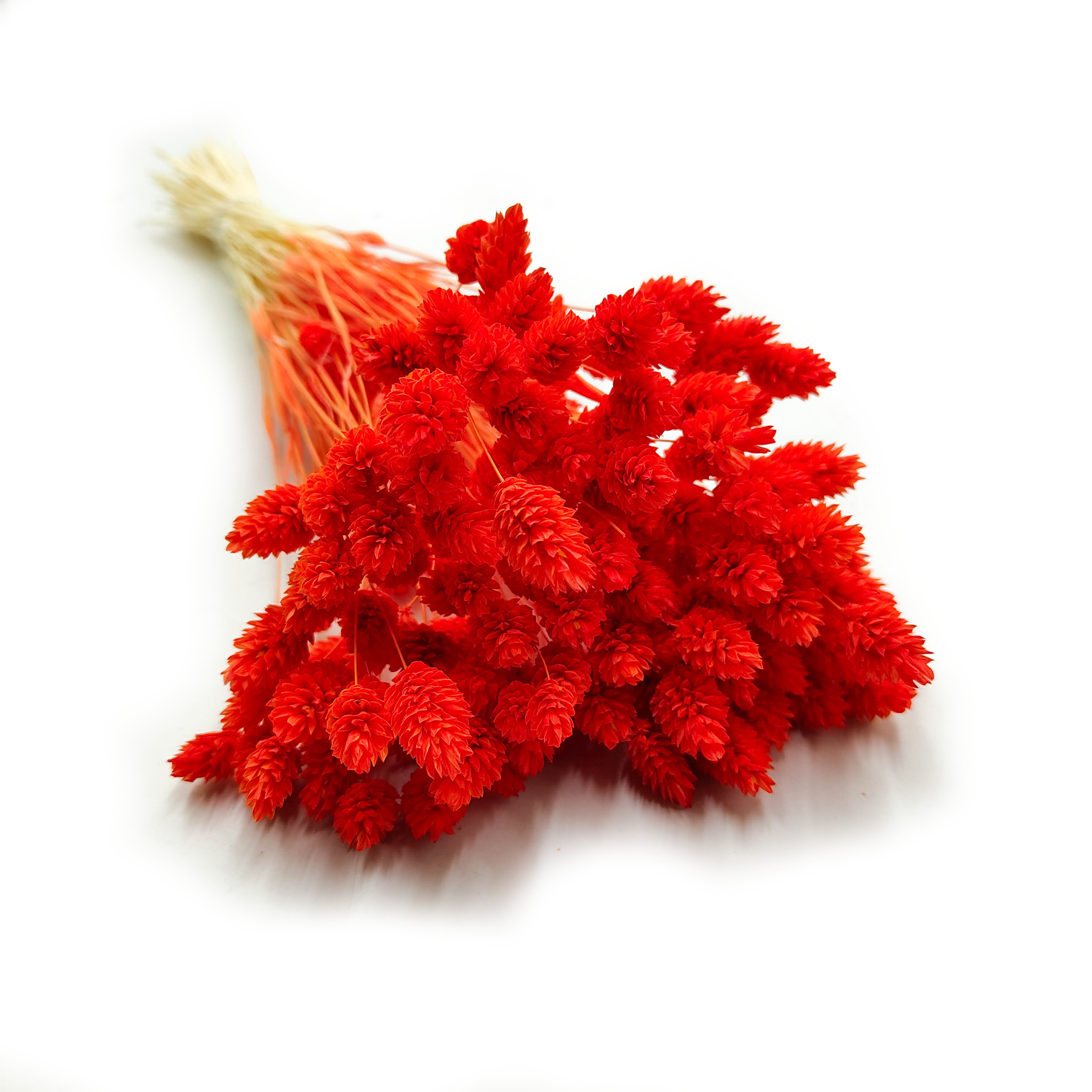 Phalaris séché – Orange