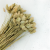 Suszony Phalaris - Kanar - (Mozga kanaryjska) - Naturalny.png