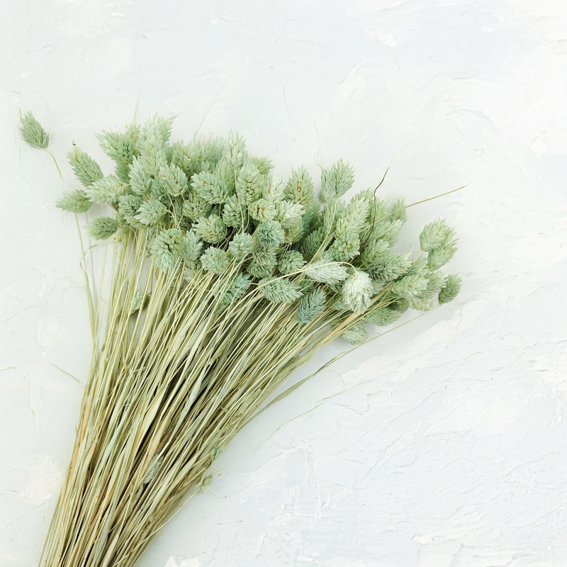 Suszony Phalaris - Kanar - (Mozga kanaryjska) - Mietowy 2.png