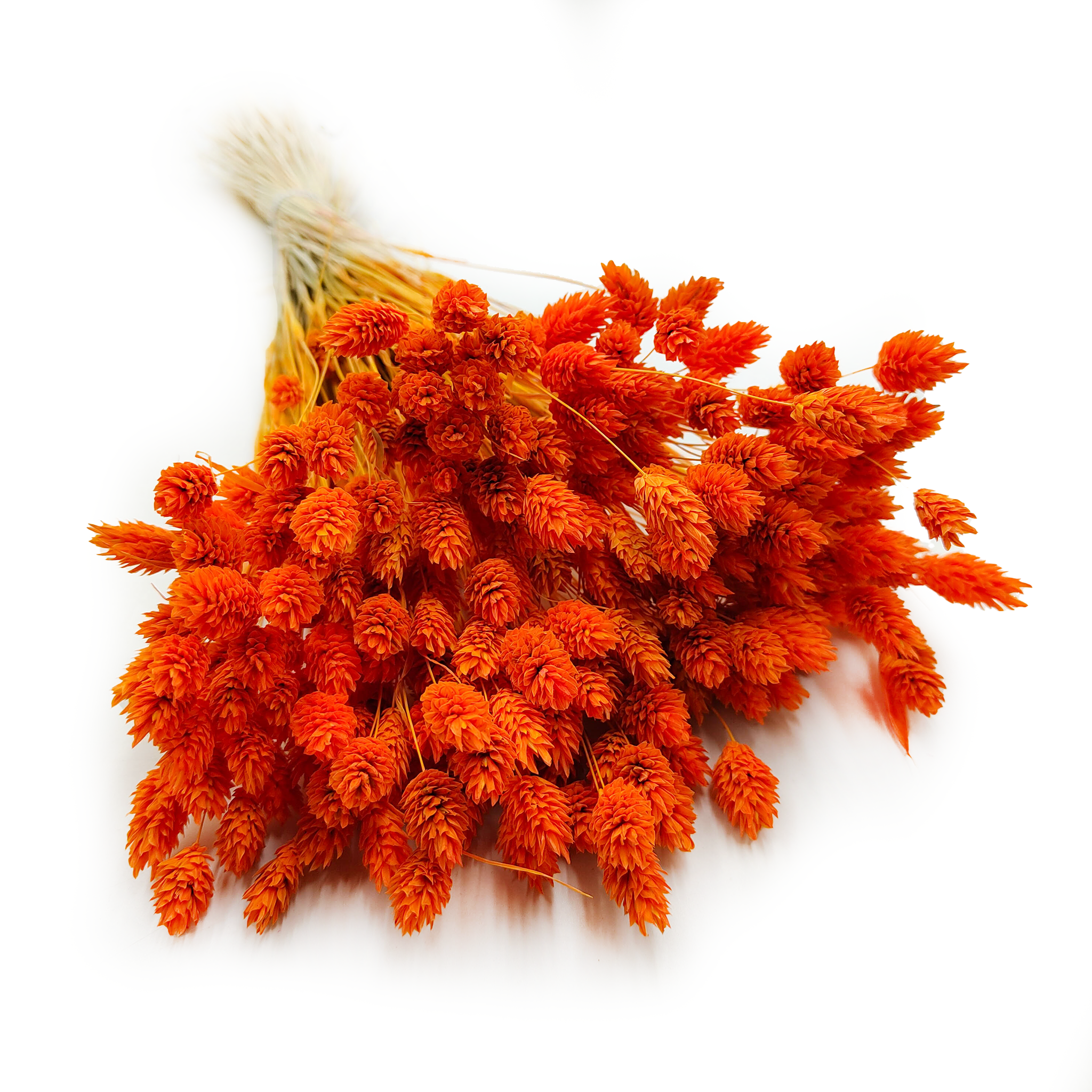 Phalaris séché – Mandarine