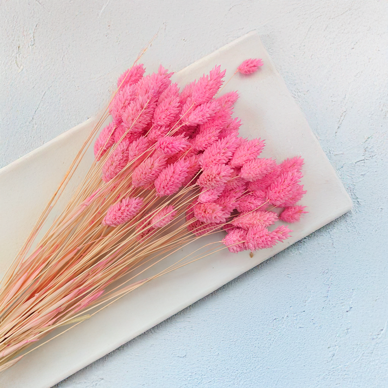 Suszony Phalaris - Kanar - (Mozga kanaryjska) - ciemnoróżowy 1.png