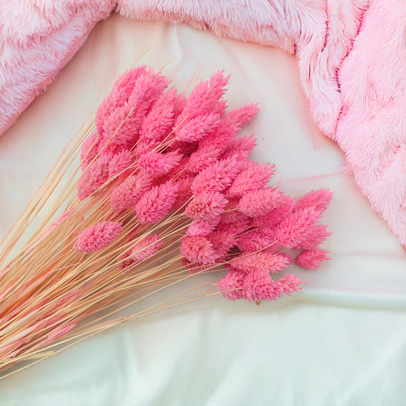 Suszony Phalaris - Kanar - (Mozga kanaryjska) - ciemnoróżowy 5.png