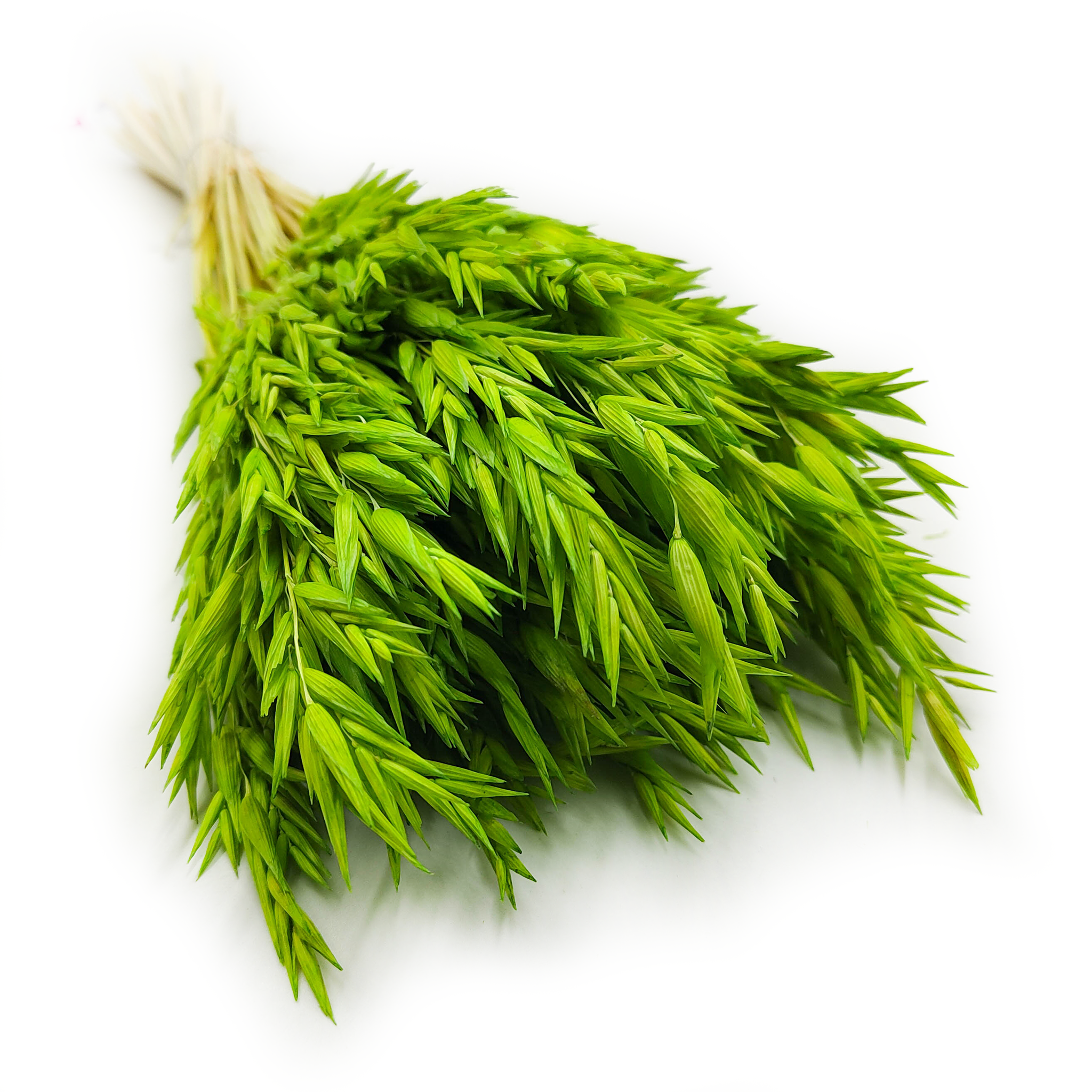 Avoine Séchée – Vert Céladon