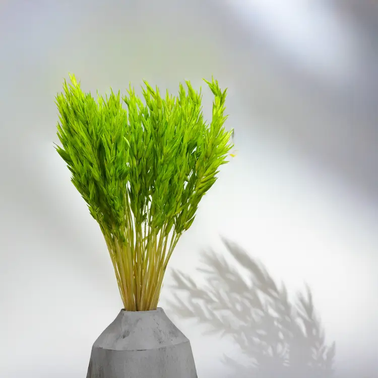 Owies suszony barwiony zielony.png