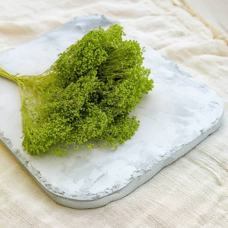 Broom Bloom zielony 2.jpg