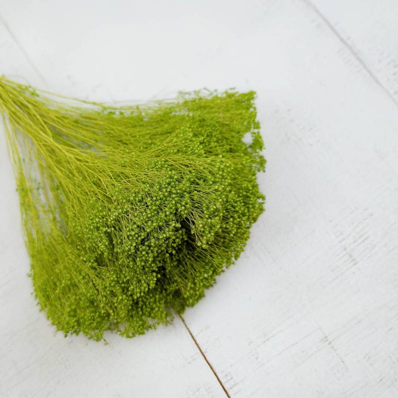 Broom Bloom zielony 3.jpg