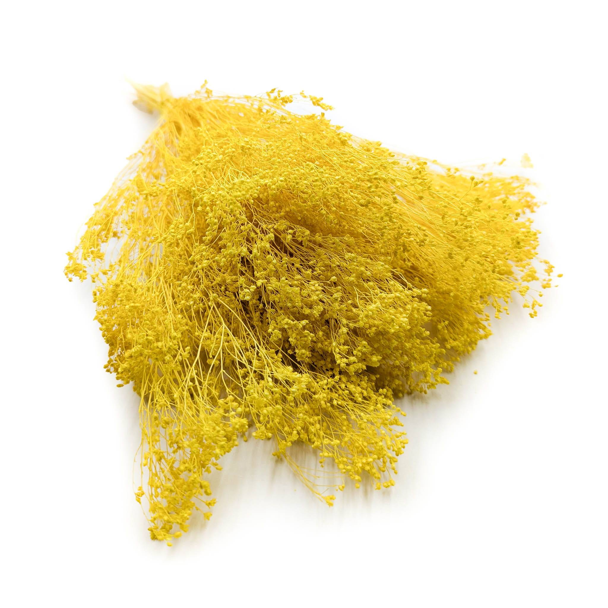 Broom Bloom – Genêt Séché – Jaune