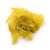 Broom Bloom żółty.jpg