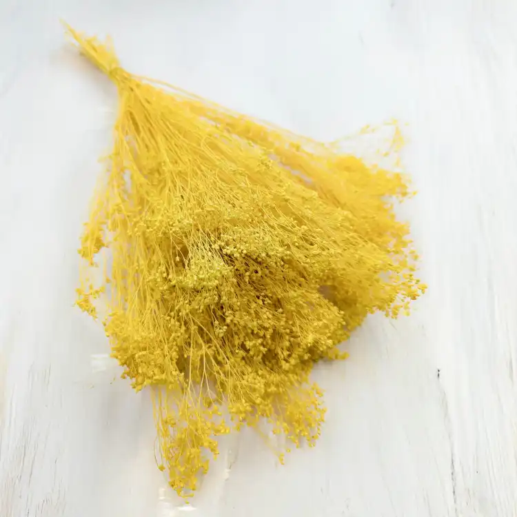 Broom Bloom żółty 1.jpg