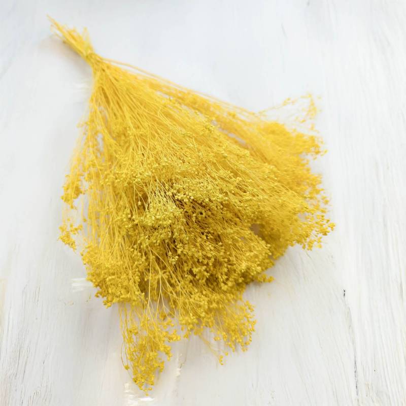 Broom Bloom żółty 1.jpg