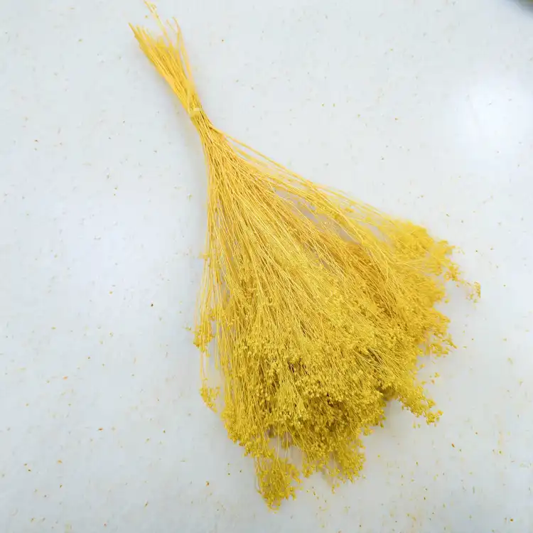 Broom Bloom żółty 3.jpg