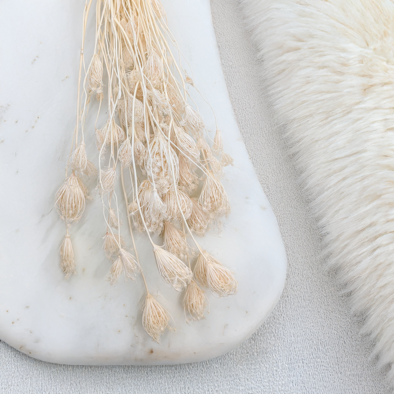 Koper włoski bielony suszony fennel.png