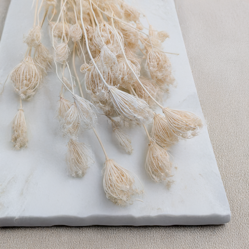 Koper włoski bielony suszony fennel 2.png