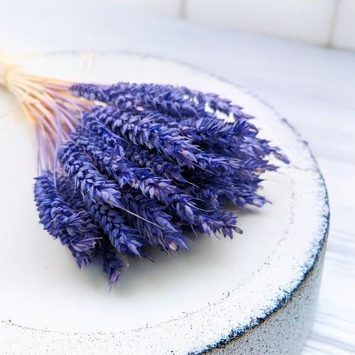 Pszenica suszona granatowa 1.png