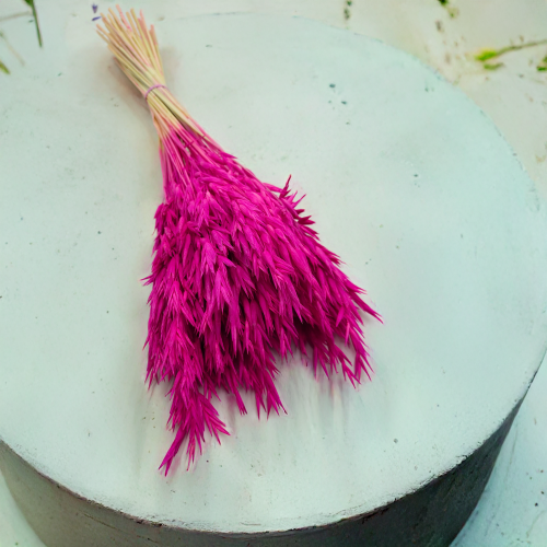 Owies suszony amarantowy.png