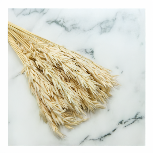 Owies susozny bielony 1.png