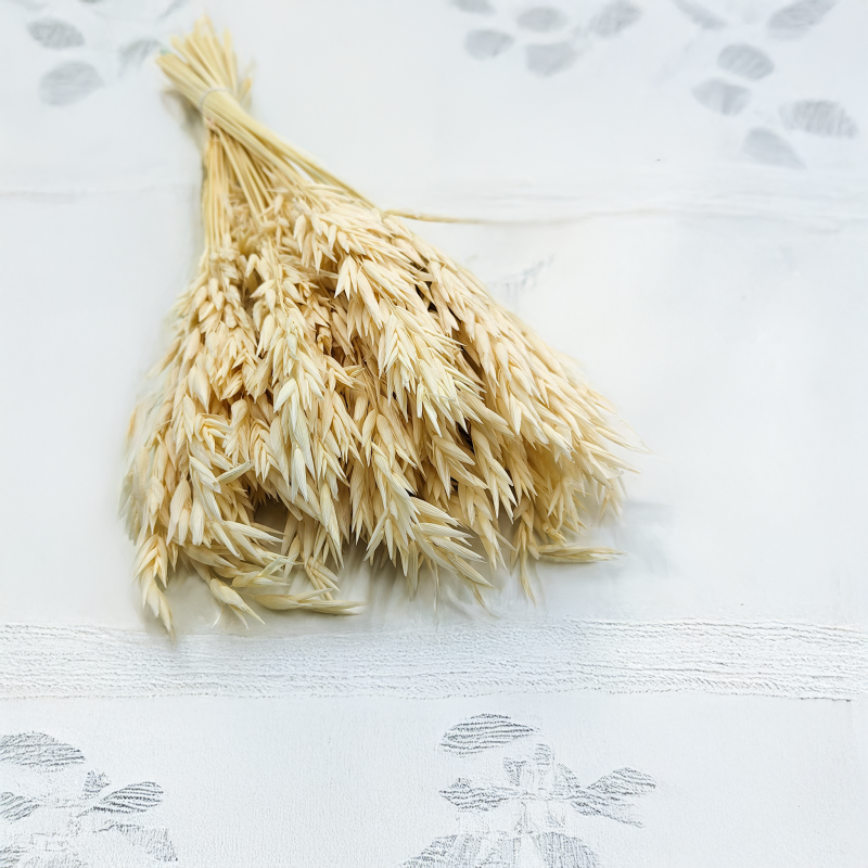 Owies susozny bielony 4.png