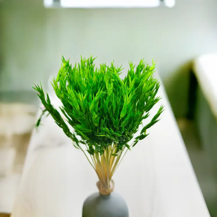 Owies zielony suszony 1.png