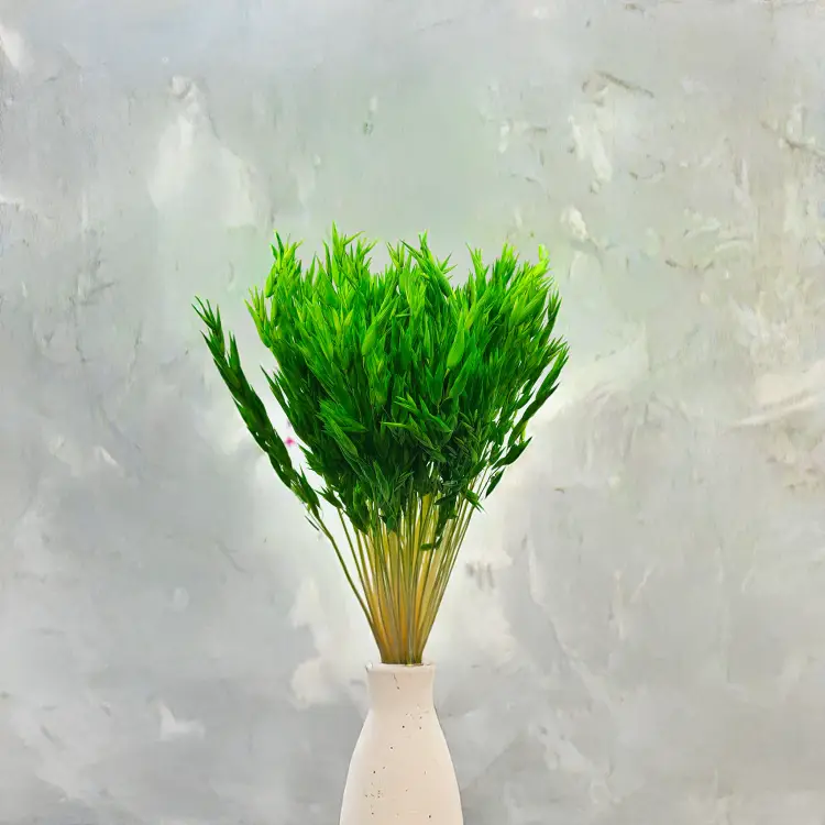 Owies zielony suszony 2.png