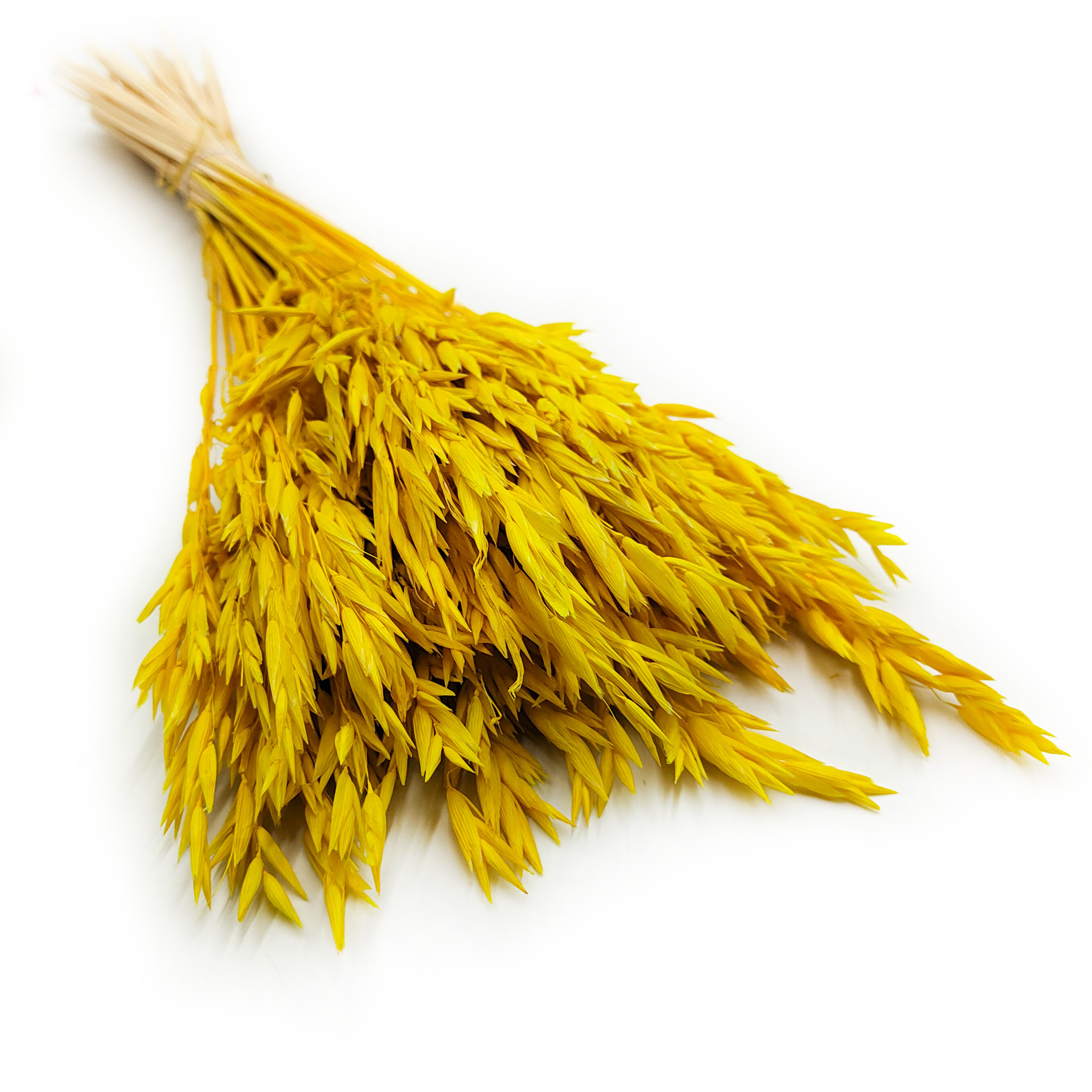 Avoine Séchée – (Avena sativa) – Jaune