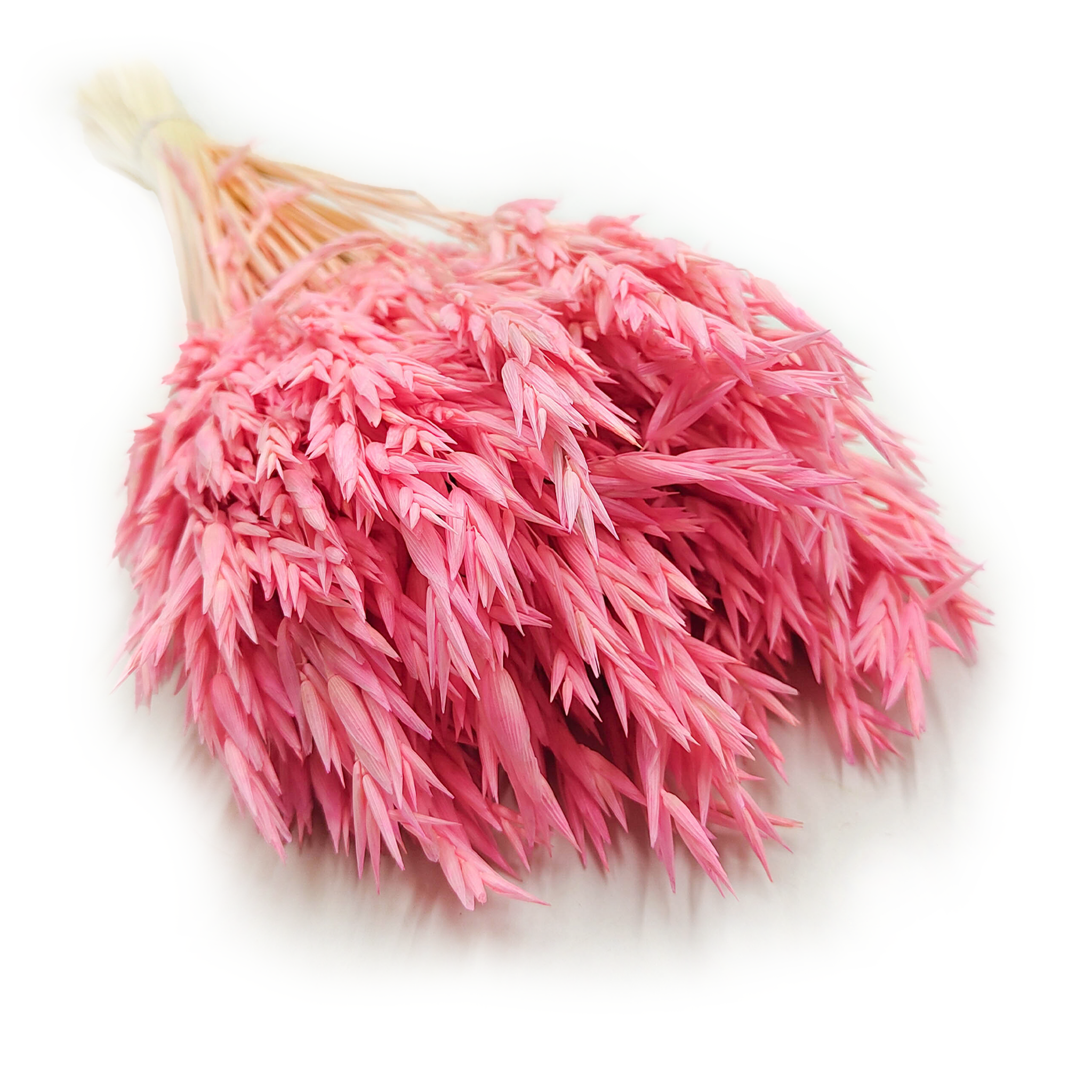 Avoine Séchée – Rose 