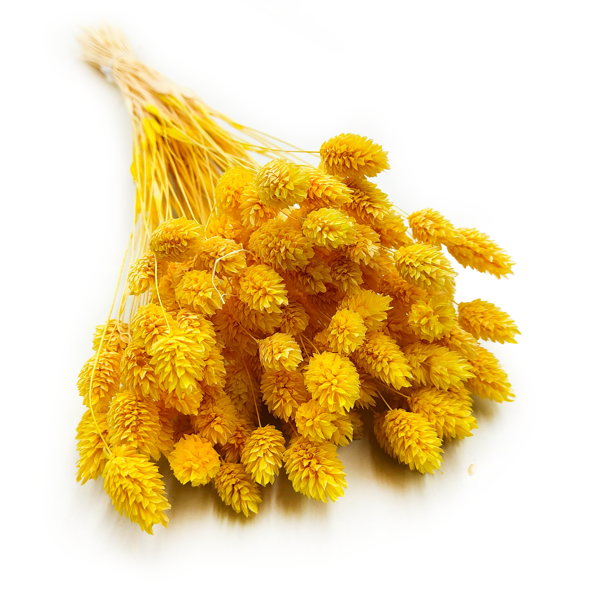 Phalaris Séché – Jaune