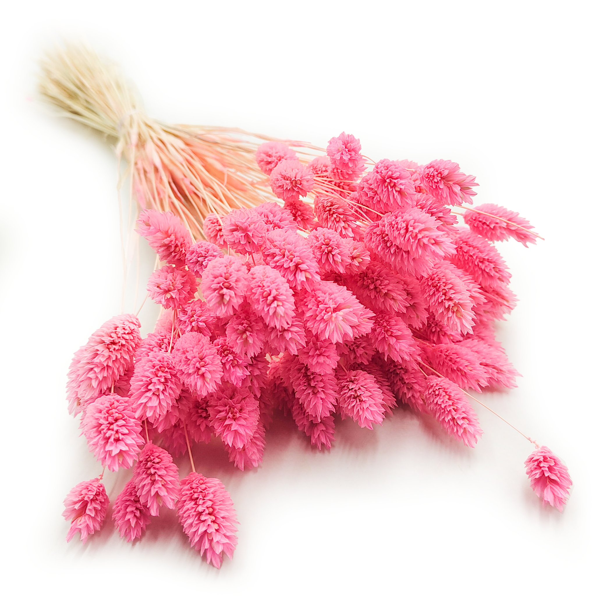 Phalaris Séché – Rose