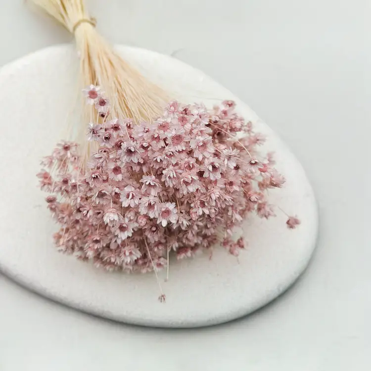 Glixia Jasny róż Pastelowy róż gliksja suszona kwiaty suszone bukiet 50g_F40 4.png